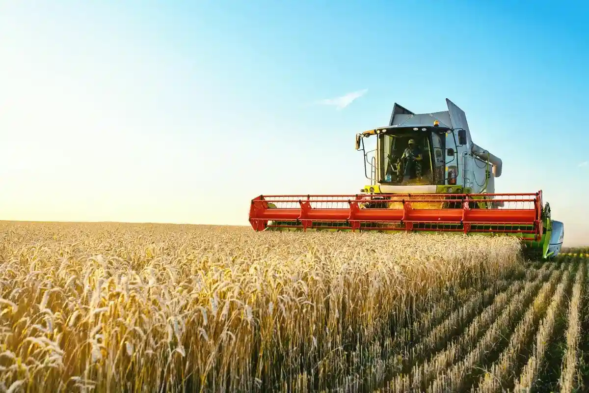 Если выращивать больше зерна в Германии, то это поможет смягчить последствия продовольственного кризиса. Фото: Aleksandr Rybalko / shutterstock.com