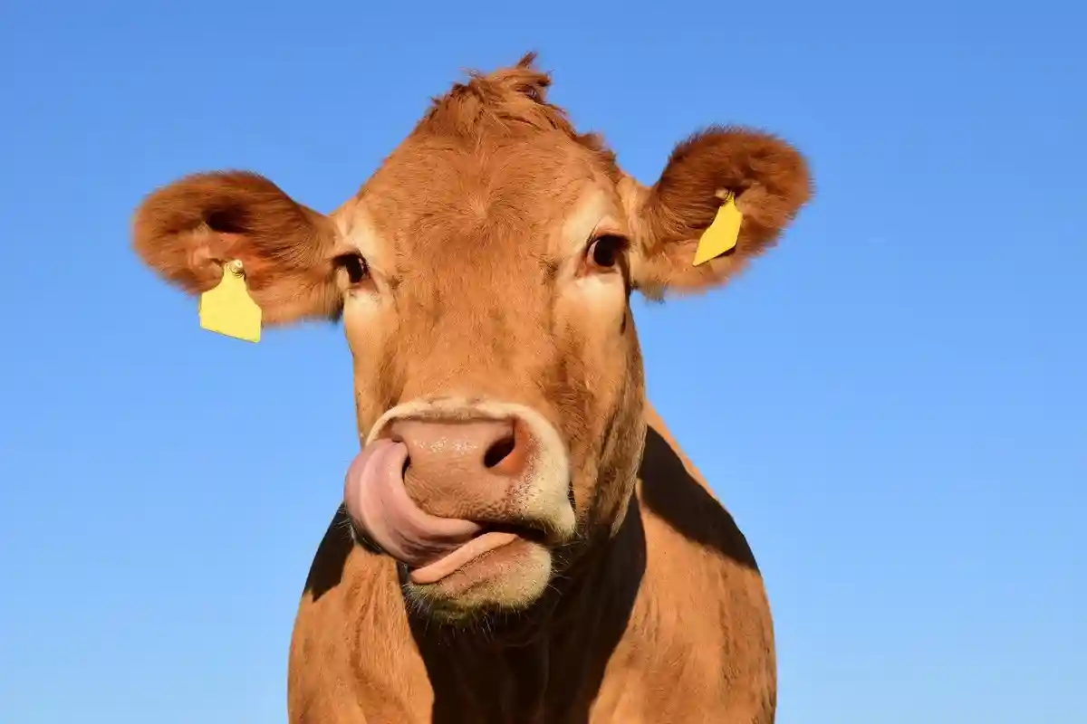 Фермер из Германии заплатит штраф из-за коров. Фото: ulleo/ pixabay.com