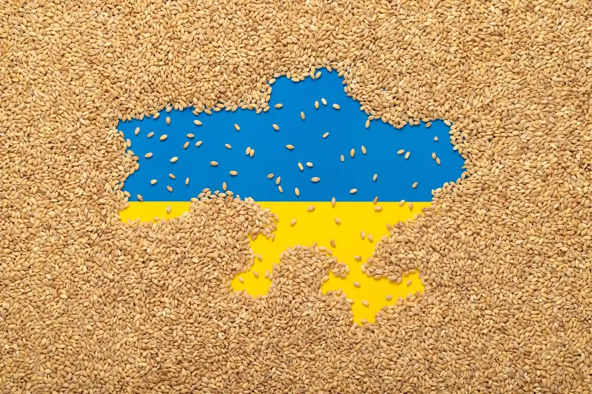 В ООН рассказали, когда отправят первую партию украинского зерна. Фото: Kyrylo Horoliuk / Shutterstock.com