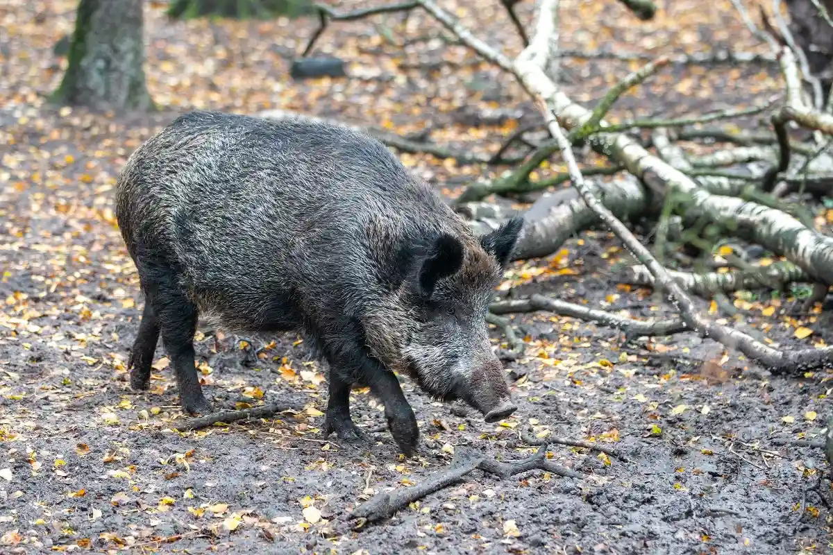 Количество диких животных больных чумой свиней снижается