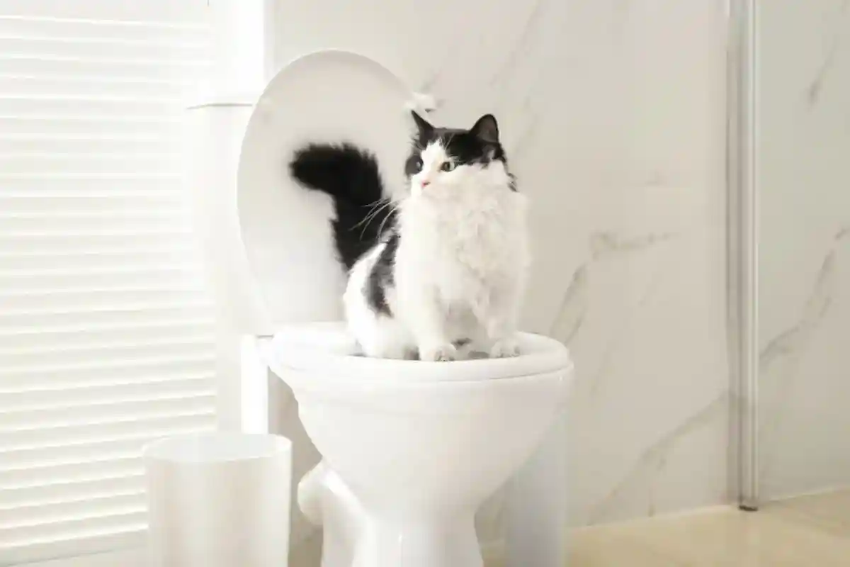 Кошка ходит в туалет не в лоток: эффективные средства от запаха