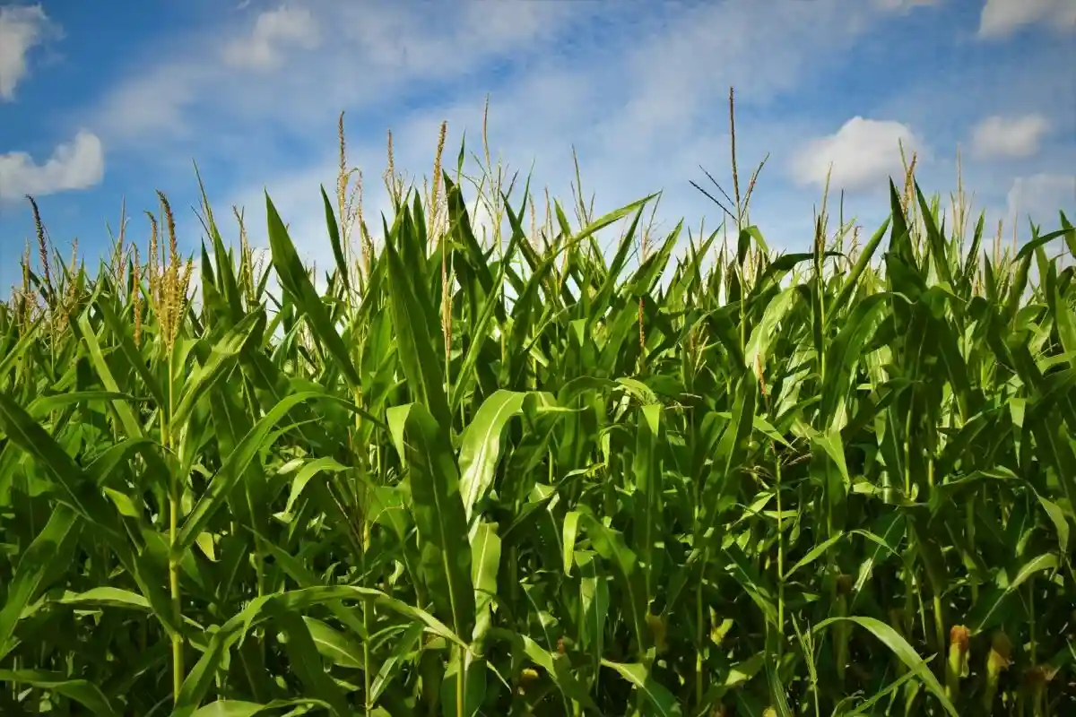 Выращивание кукурузы. Фото: Waldemar Brandt / Unsplash.com