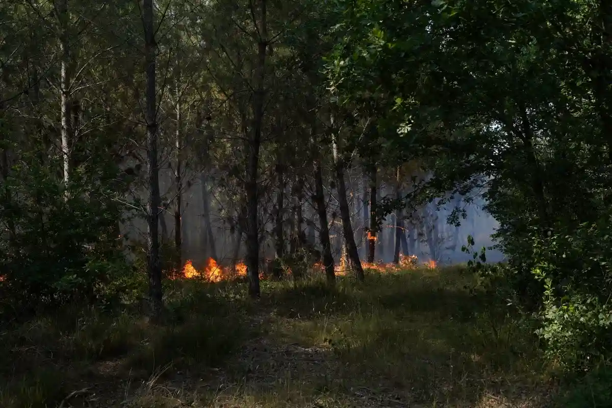 Лесные пожары в Саксонии. Фото: A.Taoualit /Shutterstock.com