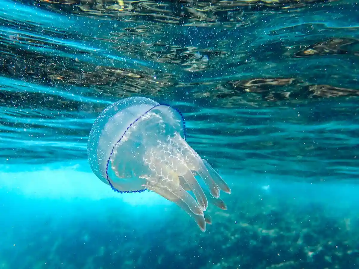 Медузы в Средиземном море предрекают новые природные катаклизмы. Фото: boulham / Shutterstock.com