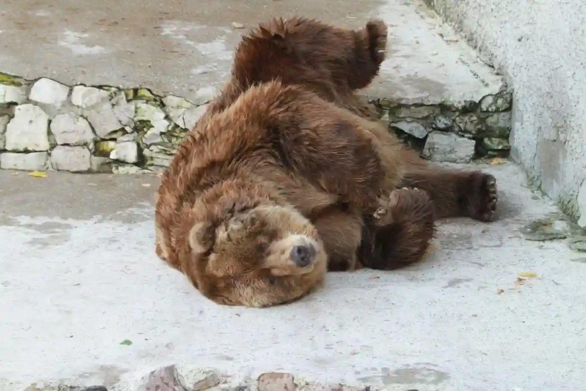 Медведь вблизи Куфштайна: его нашли с помощью анализа ДНК