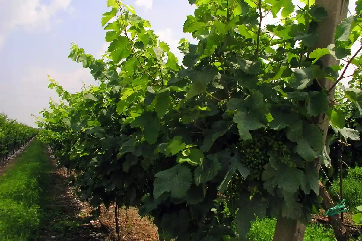 Красивые виноградники рядом с Мерцигом. Фото: esosedi.org