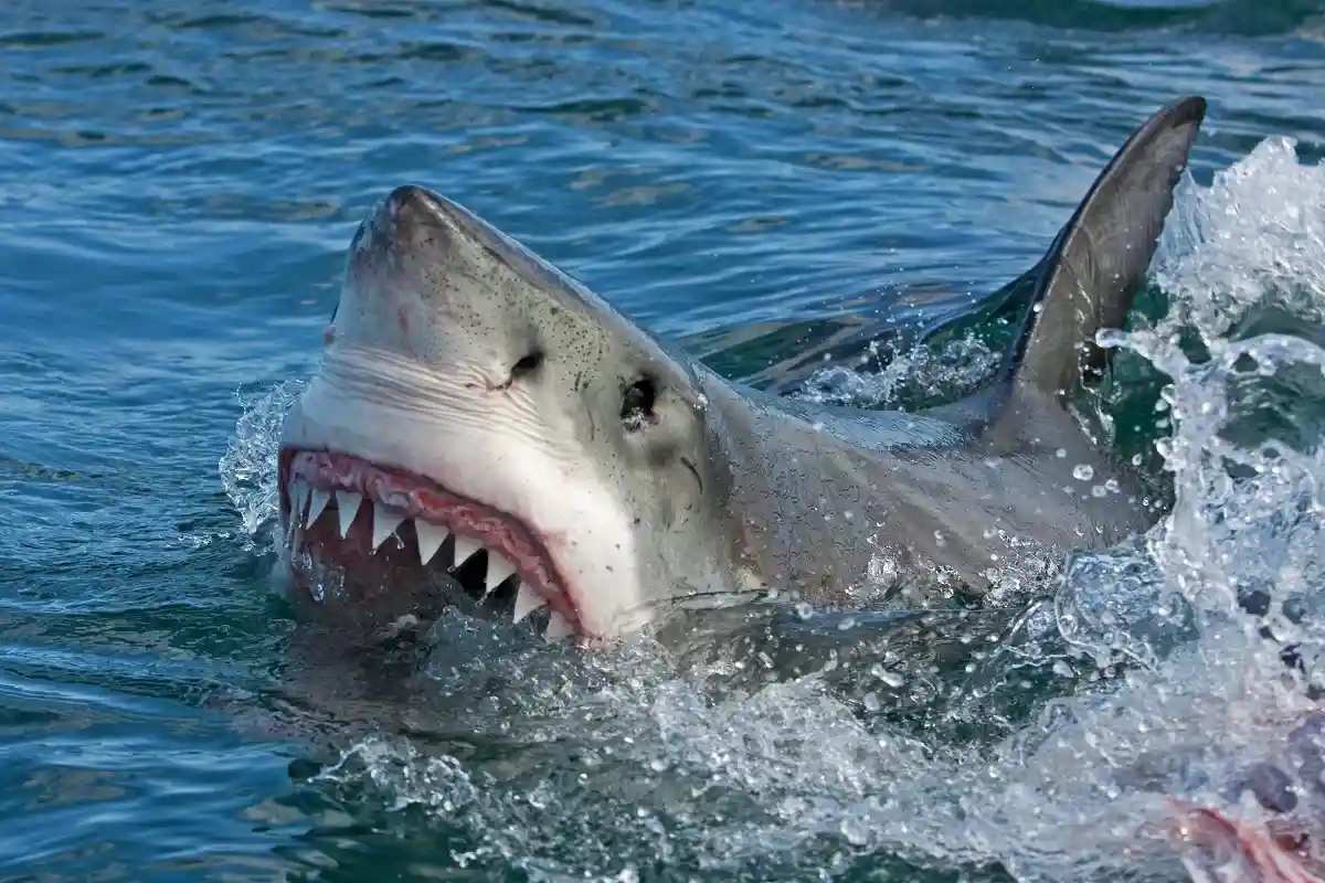 Нападения акул
