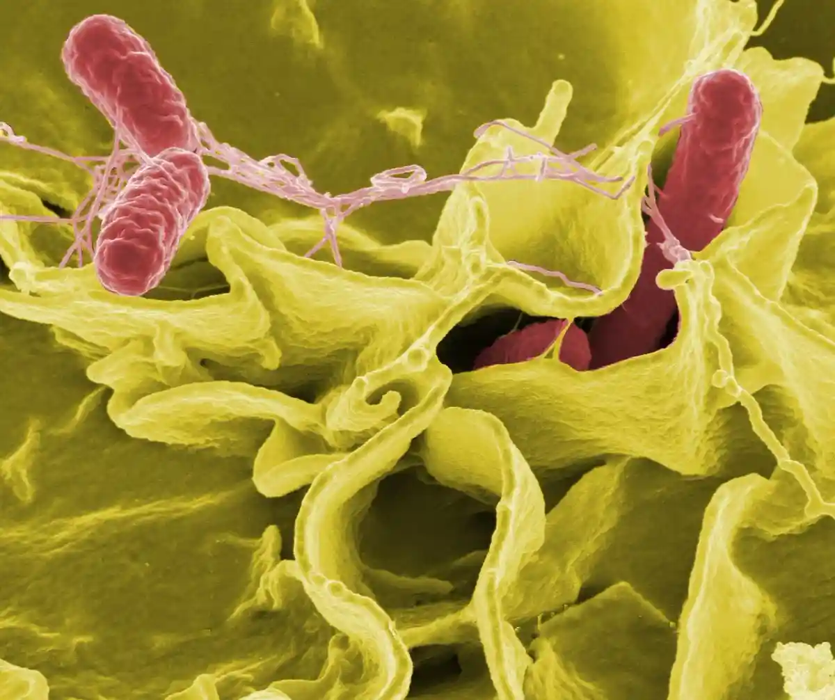 Отзыв продуктов из магазинов: бактерии Salmonella sp., обнаруженные в кунжутной пасте. Фото: WikiImages / Pixabay.com