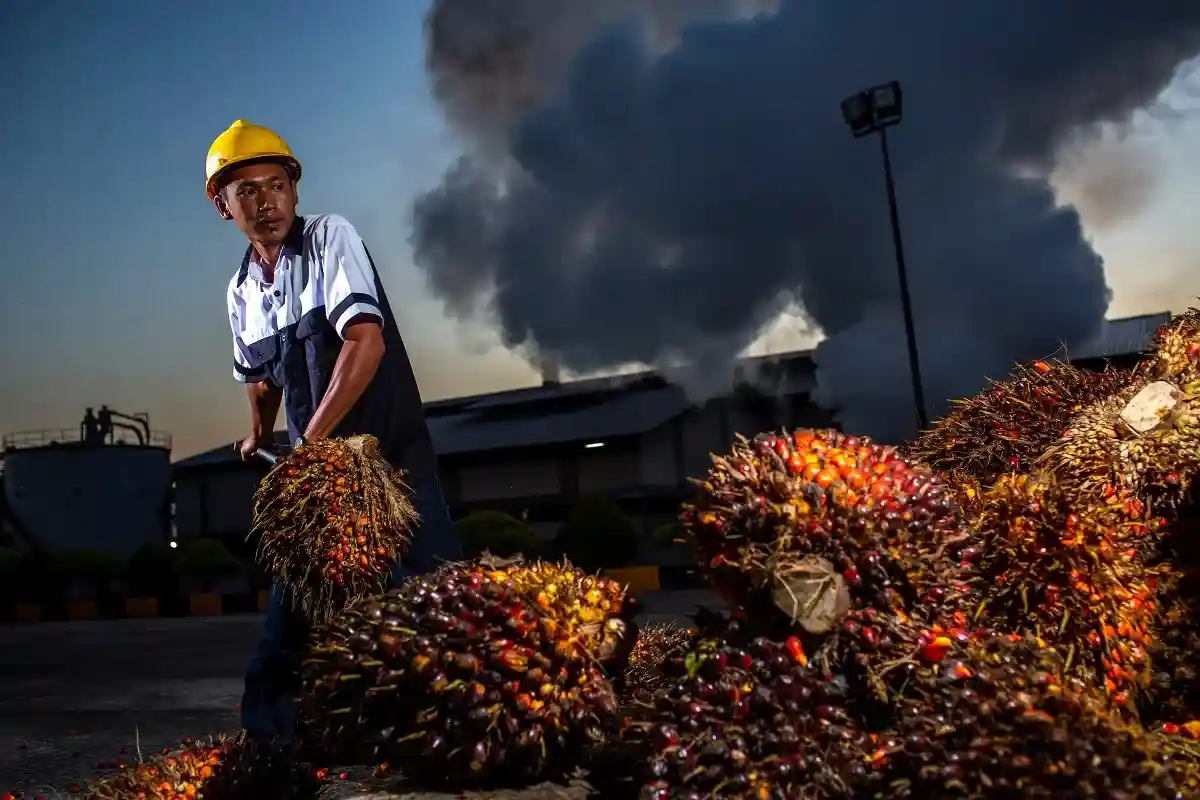 Индонезия отменила экспортный сбор пальмового масла