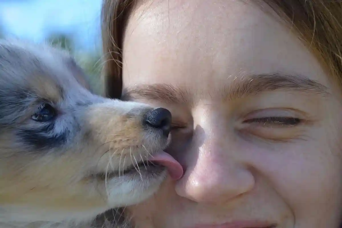 Поцелуи собак опасны для жизни