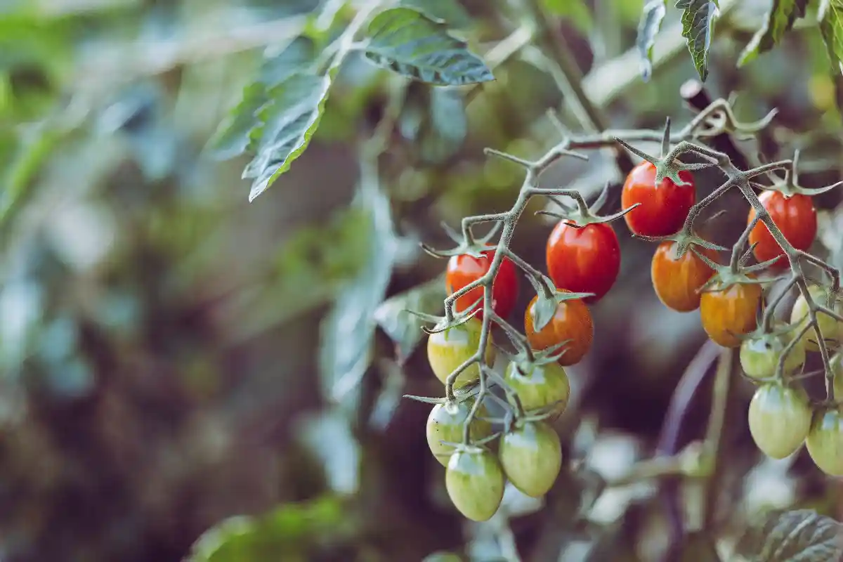 Какая есть польза и вред от томатов? Фото: Markus Spiske / Pexels.com