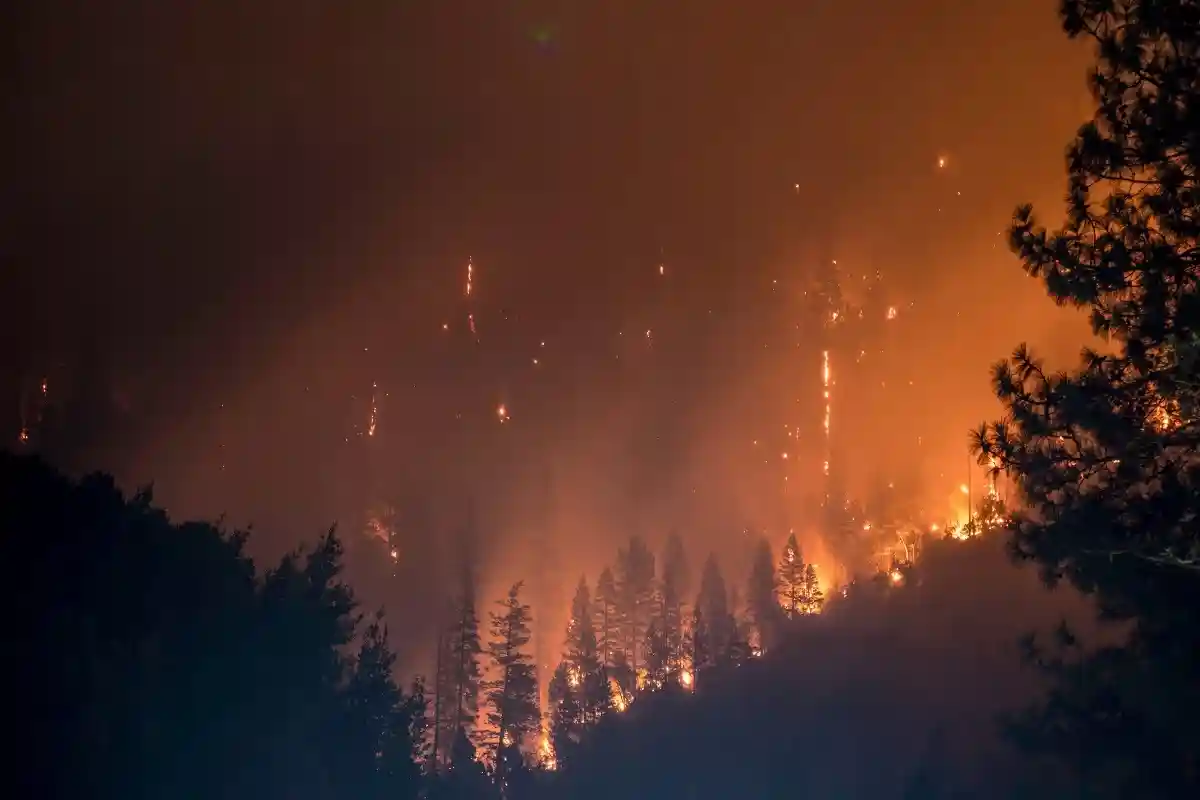 Пожар в Йосемити уничтожает секвойи