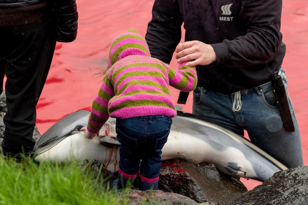 Ребенок трогает мертвого дельфина после охоты на Фарерских островах (фото от сентября 2021 г.) Фото: Nicola Hodgins/WDC/picture Alliance/dpa