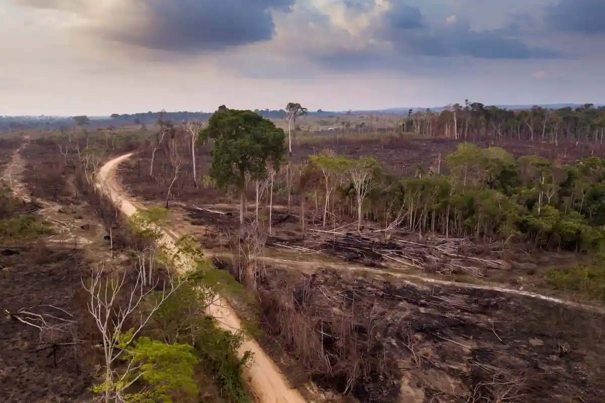 Бразилия разрешила проложить дорогу через леса Амазонки. Фото: PARALAXISo / Shutterstock.com