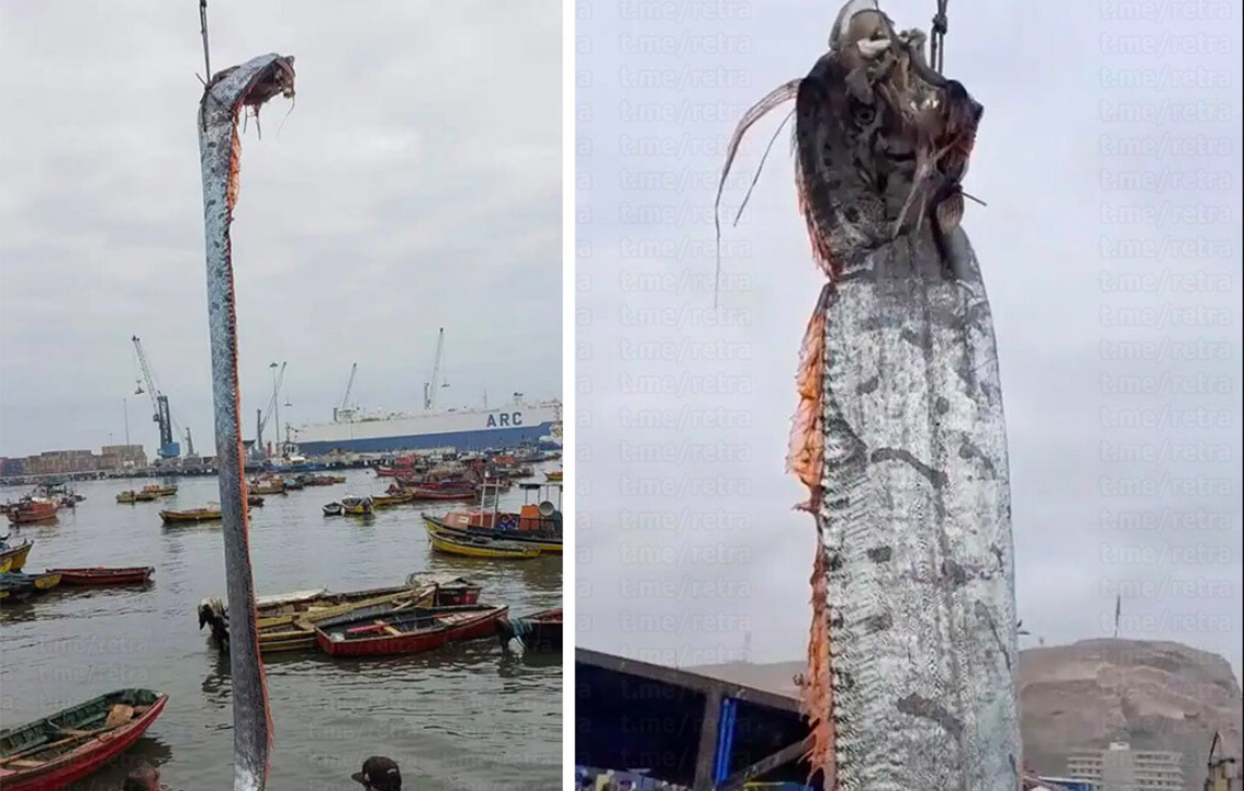 Рыбаки в Чили вытащили огромную рыбу
