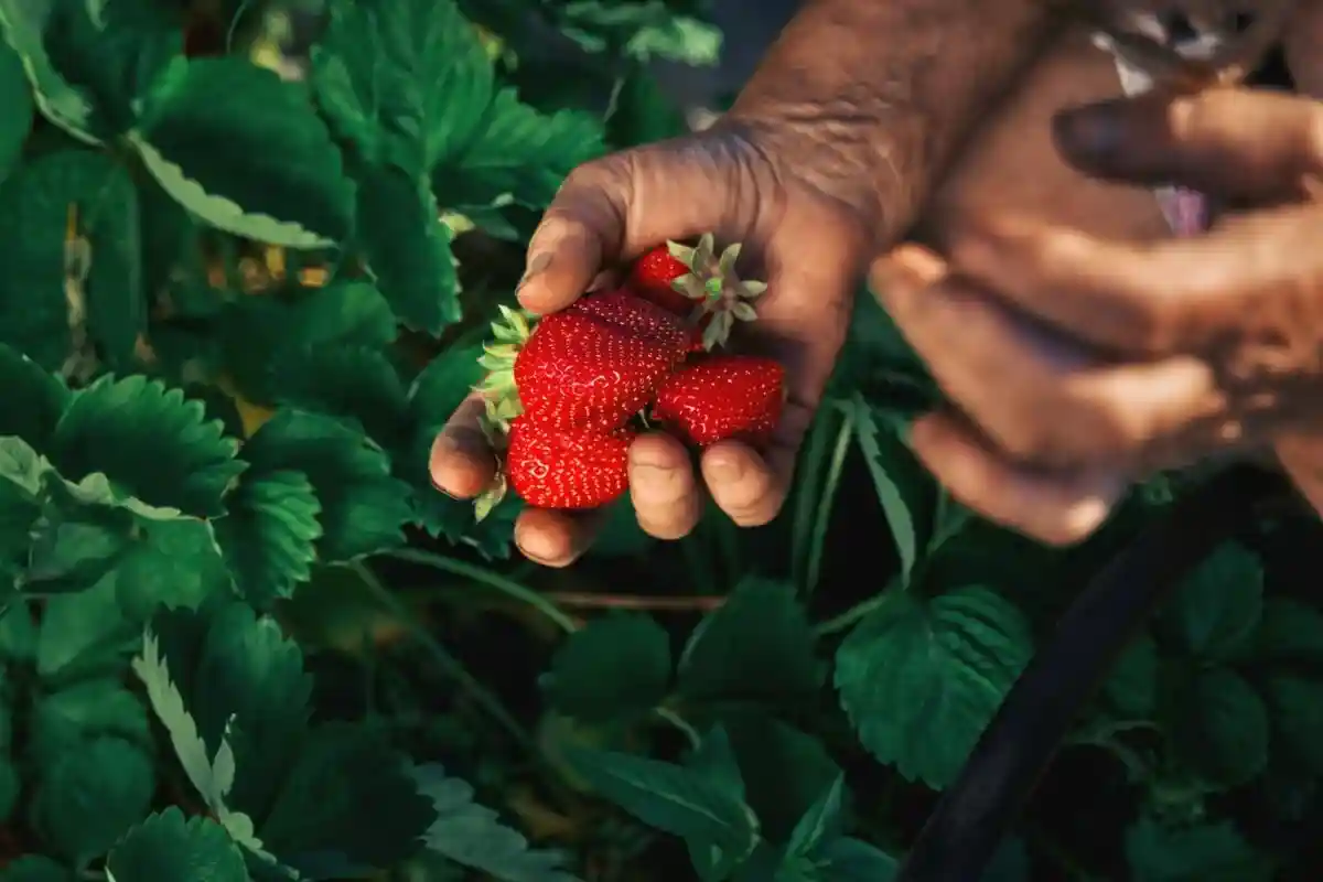 Самый низкий урожай клубники: в чем причины сокращения сбора ягоды в Германии? Фото: V_Sot_Visual_Content / shutterstock.com