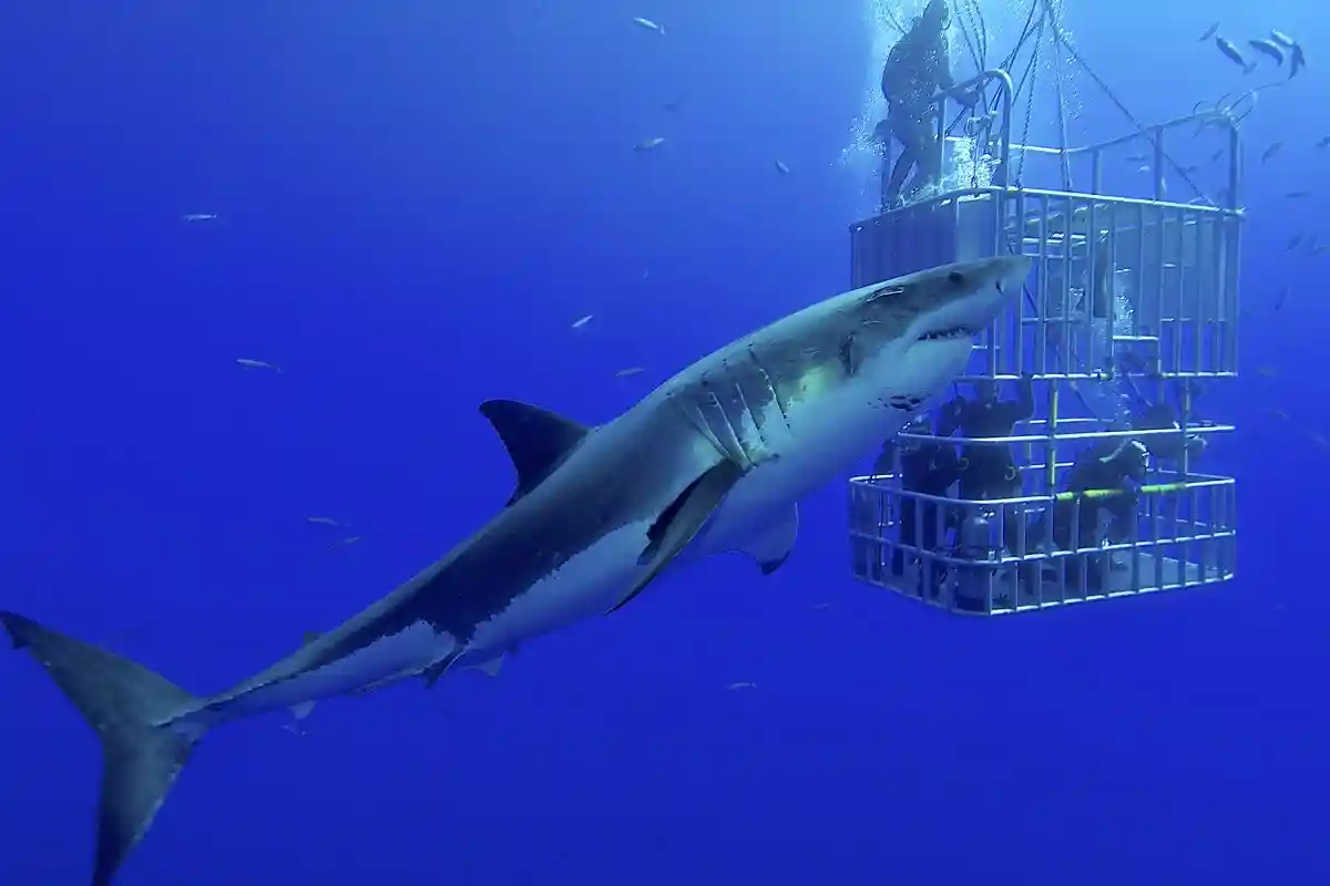 Как пережить нападение акулы? Фото: Stefan Pircher / Shutterstock.com