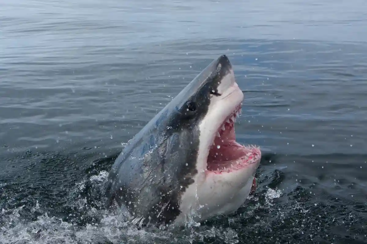 Как пережить нападение акулы? Фото: Martin Prochazkacz / Shutterstock.com