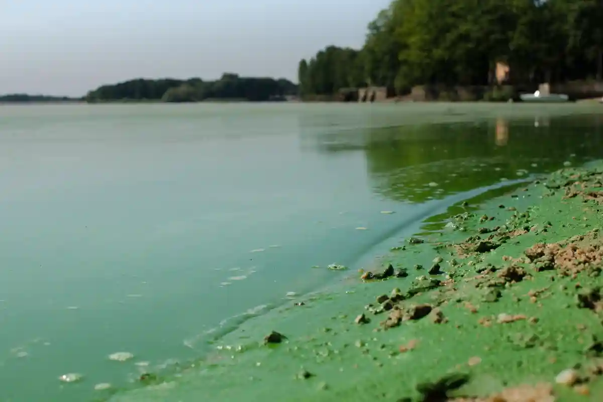Сине-зеленые водоросли: предупреждение о купании на озерах Франконии
