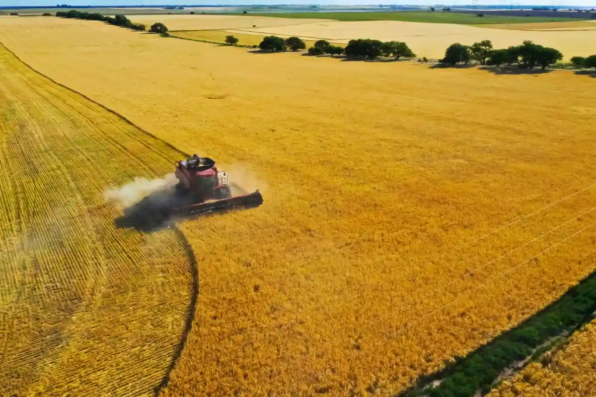 Сокращение урожая пшеницы во Франции