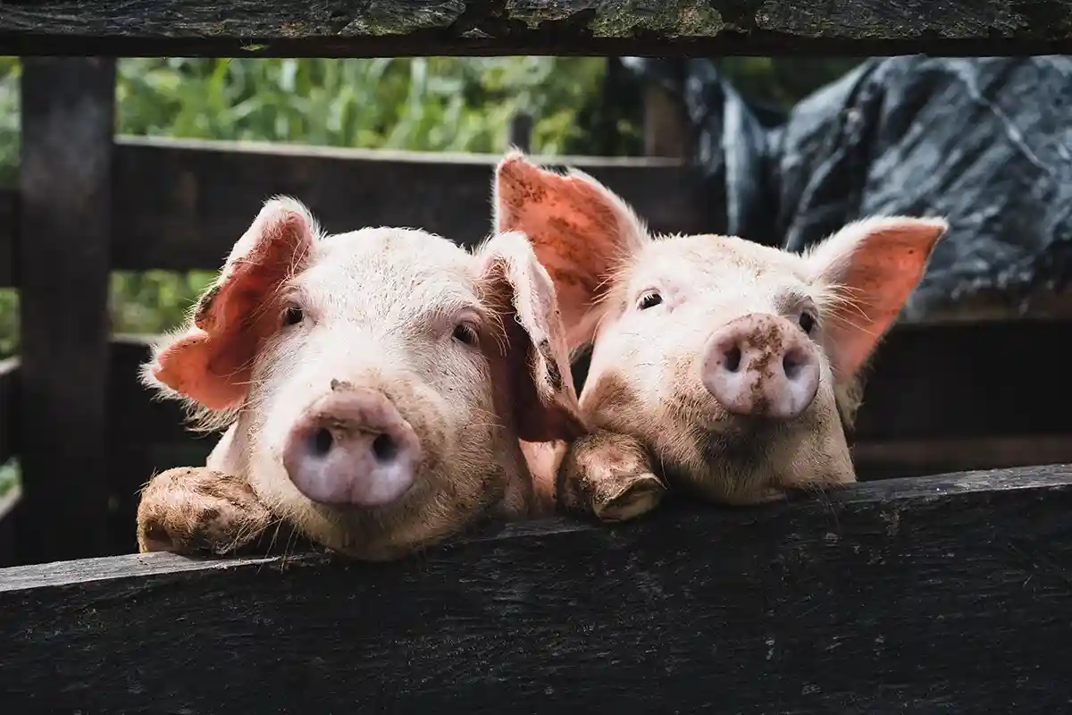 Спасение животных от жары: тепловой стресс является проблемой для свиней, так как они не потеют. Фото: Kenneth Schipper Vera / Unsplash.com