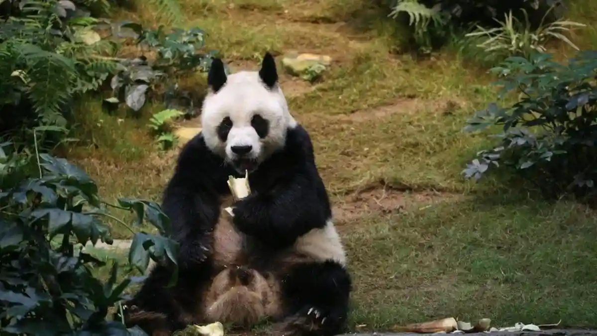 Старейшая в мире панда умерла в зоопарке Гонконга. Фото: Ocean Park