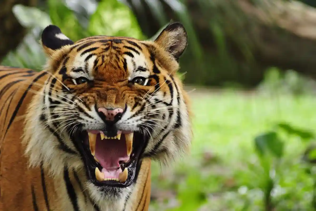 В Непале из-за роста популяции редких тигров стали чаще умирать люди