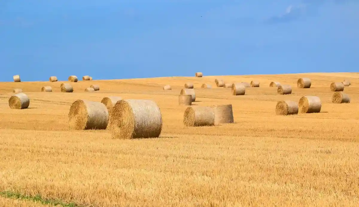Урожай пшеницы в России удалось собрать, несмотря на санкции. Фото: Pixabay / shutterstock.com