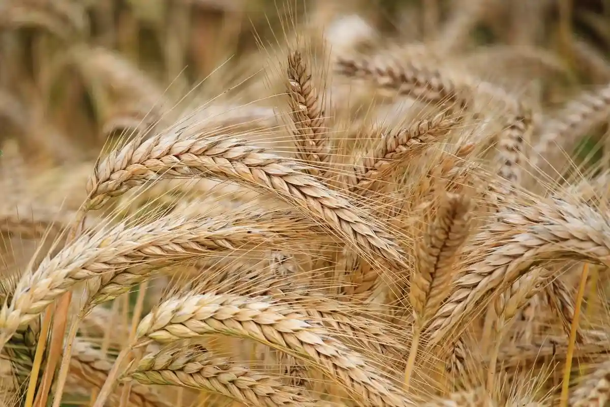 Урожай пшеницы в России