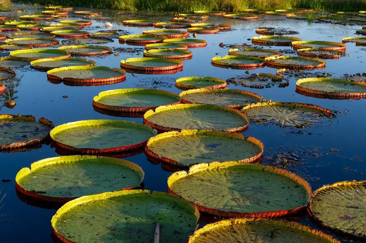 Водяная лилия-рекордсмен растет в Южной Америке. Фото Reto Buehler / Shutterstock.com 
