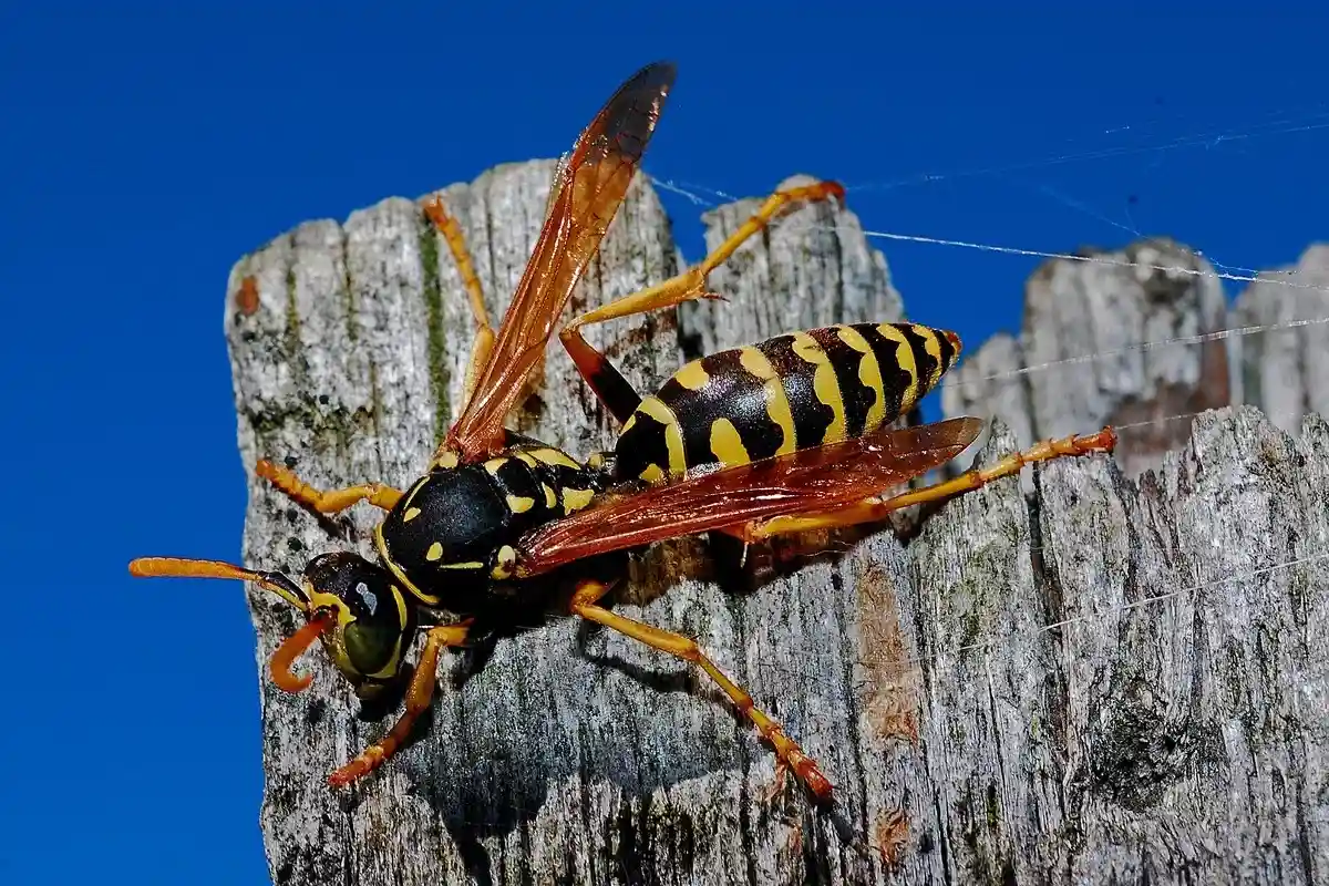 Воспалился укус от насекомого: осы могут вызывать сильные аллергические реакции. Фото: 631372 / pixabay.com