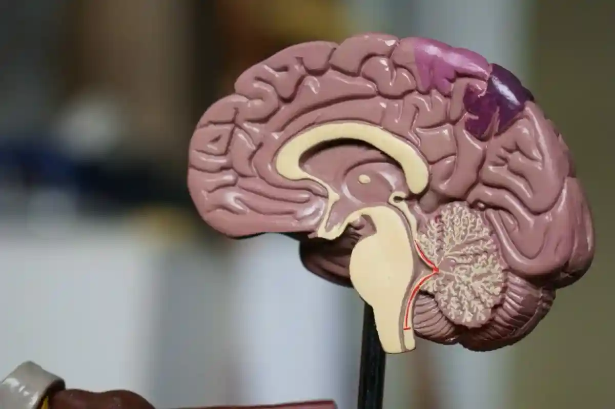 Возможна ли диагностика опухолей головного мозга с помощью ИИ?