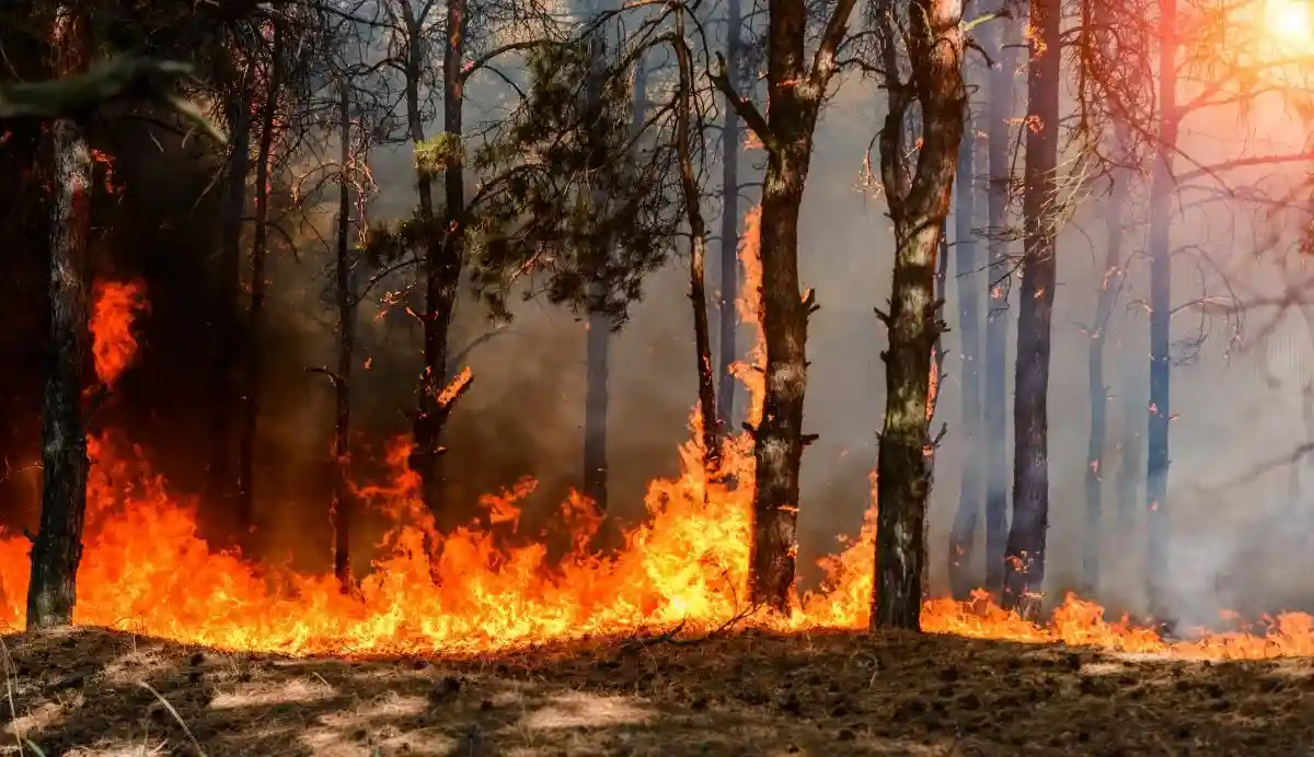 Засуха и пожары в Европе