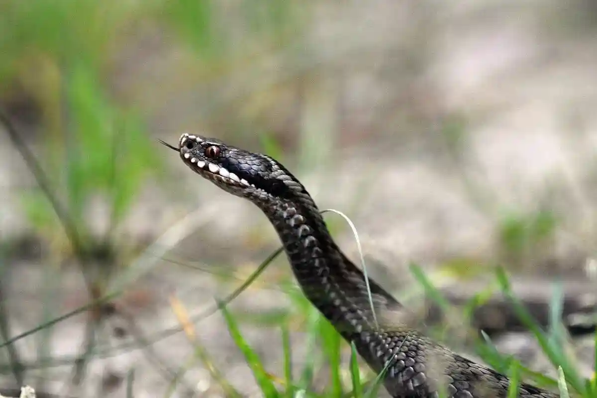 Жгут при укусе змеи. Фото: Artur Pawlak / pixabay.com