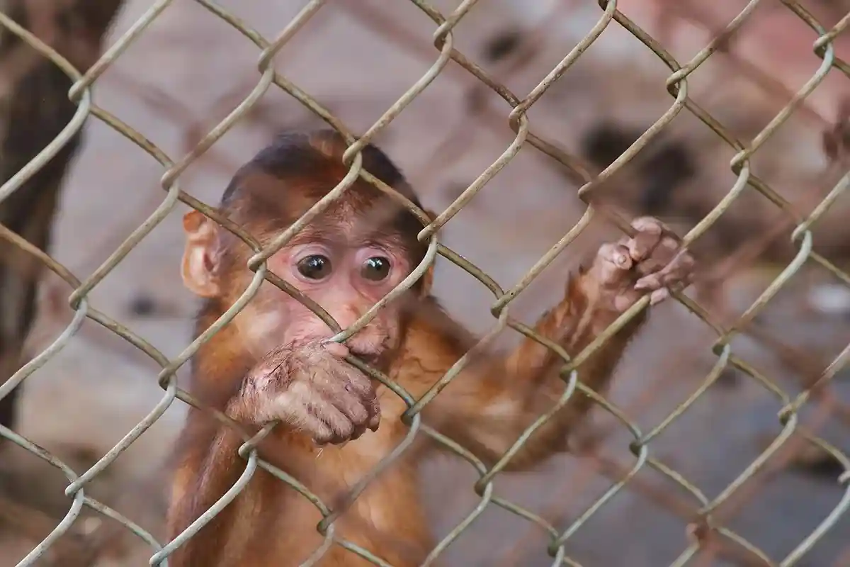PETA призывает чиновников полностью запретить содержание обезьян в зоопарках. Фото: Elena_Nik / Shutterstock.com