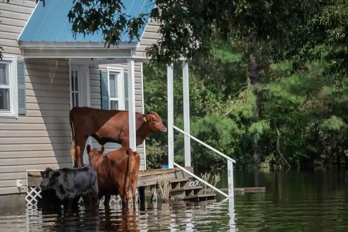 Не следует застраивать районы, подверженные риску наводнений. Фото: Photo by Jo-Anne McArthur / Unsplash