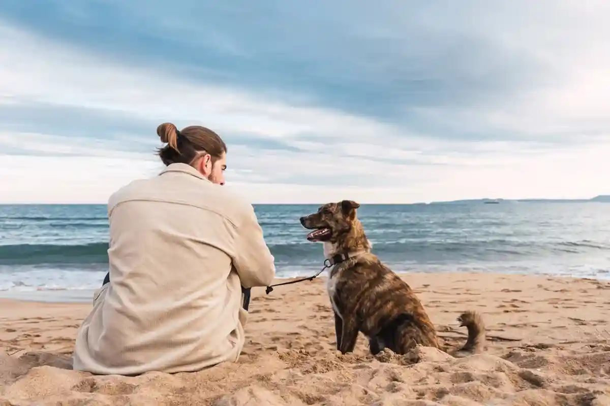 Куда поехать с собакой летом: Дания. Фото: Shutterstock