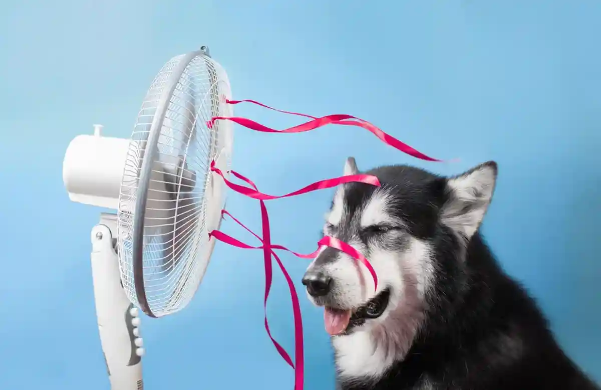 Плюсы и минусы методов охлаждения: вентиляторы эффективны при низкой влажности. Фото: Shutterstock