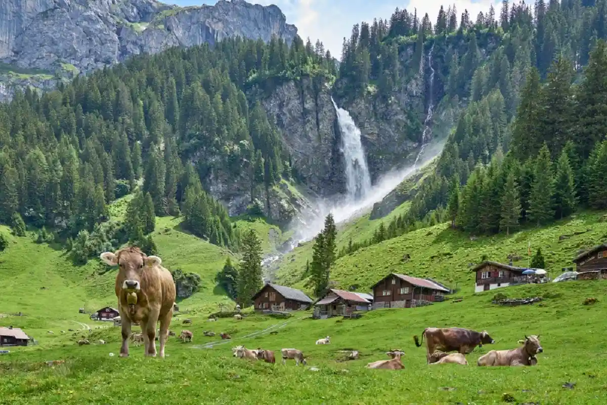 Швейцарская армия вертолетами доставляет воду животным в Альпы