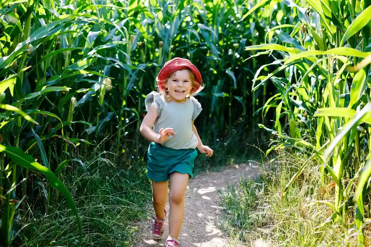Большой кукурузный лабиринт в Ирмтрауте предлагает развлечения и игры для всей семьи.