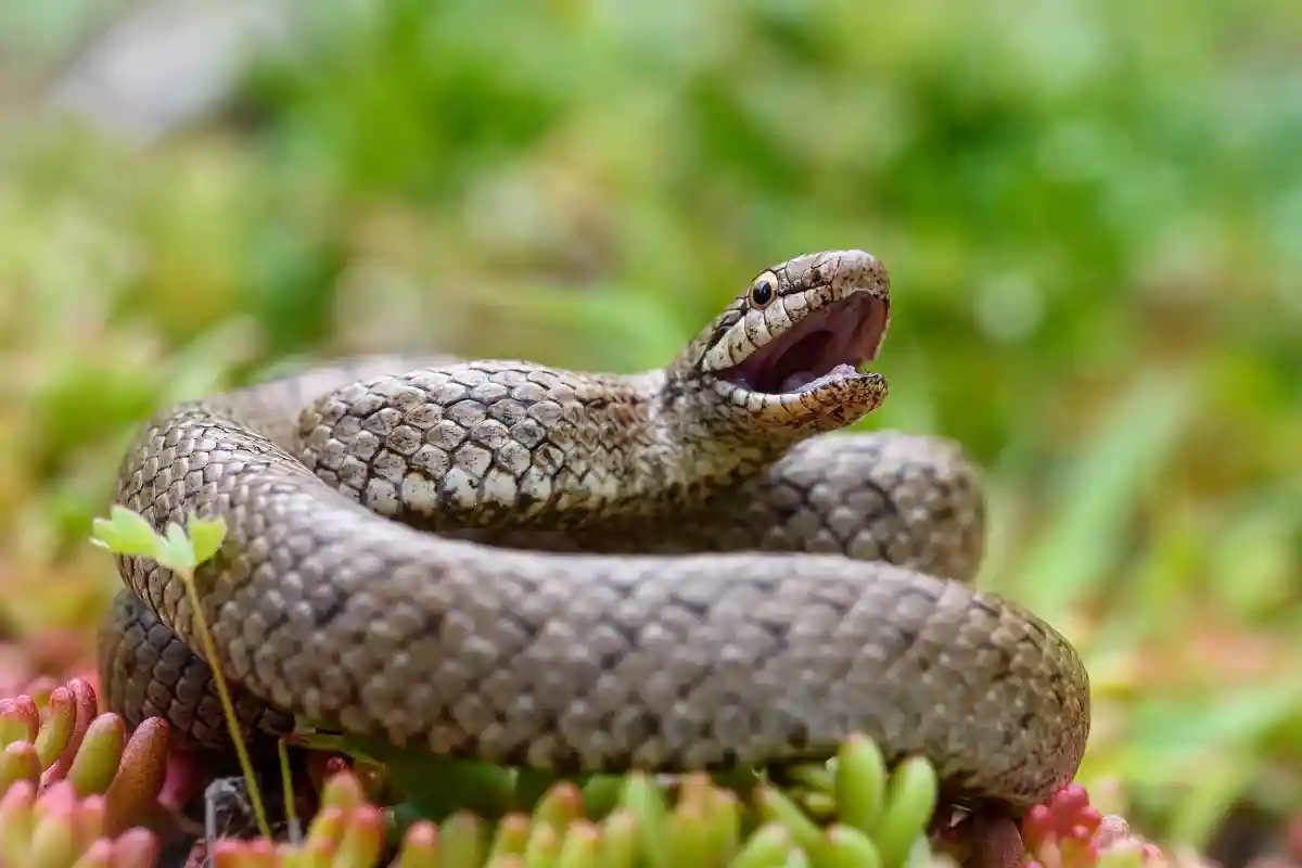 Гладкие змеи распространены по всей Европе. Фото: Pedro Luna / shutterstock.com