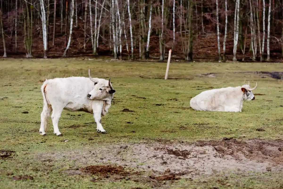 Фермеры в Северной Швабии в основном держат коров Фото: Aleksejs Bocoks / aussiedlerbote.de