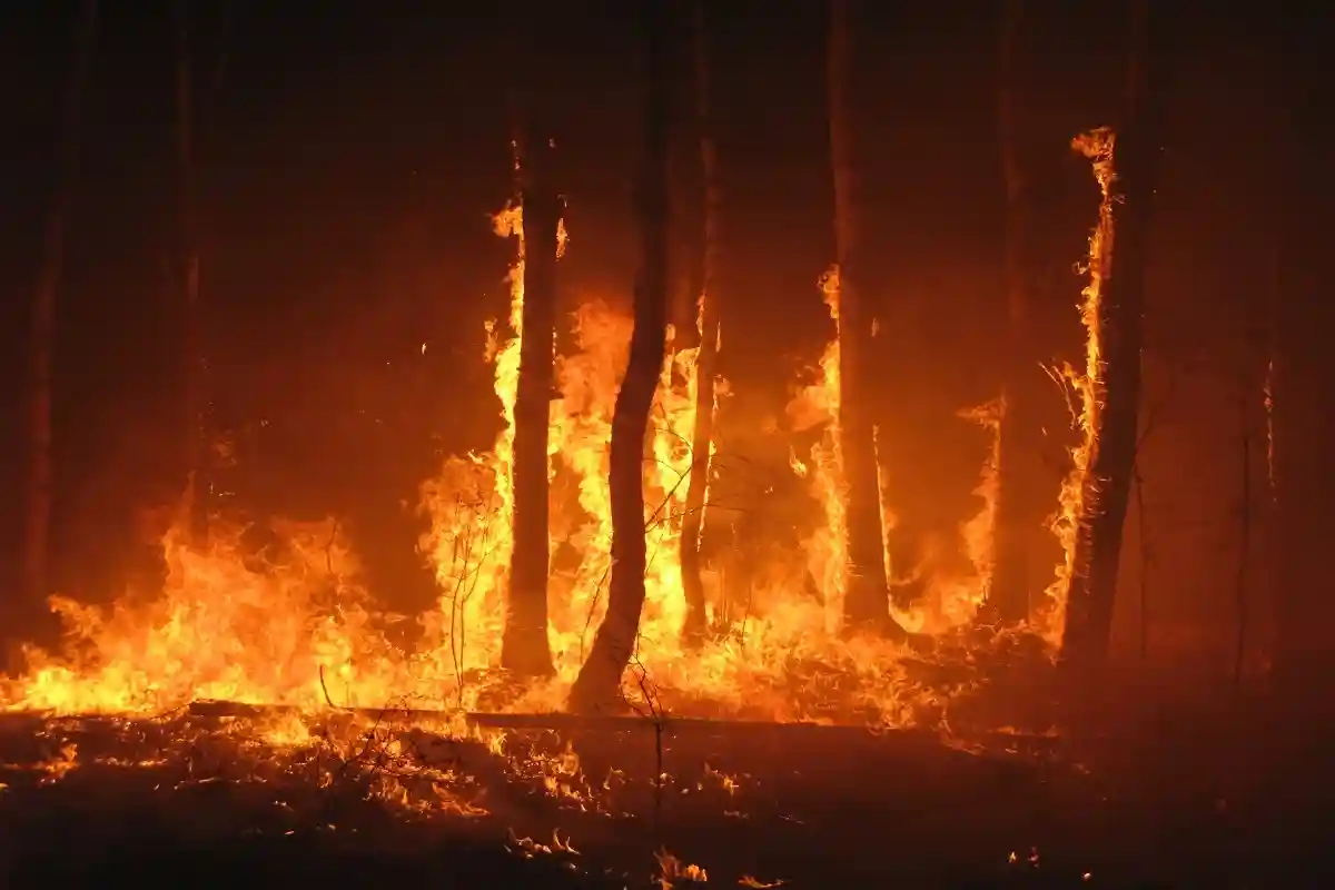 Лесные пожары на востоке Алжира унесли жизни 26 человек