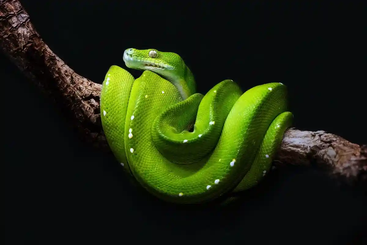 Укусившая девочку змея оказалась неядовитой. Фото: David Clode / Unsplash.com