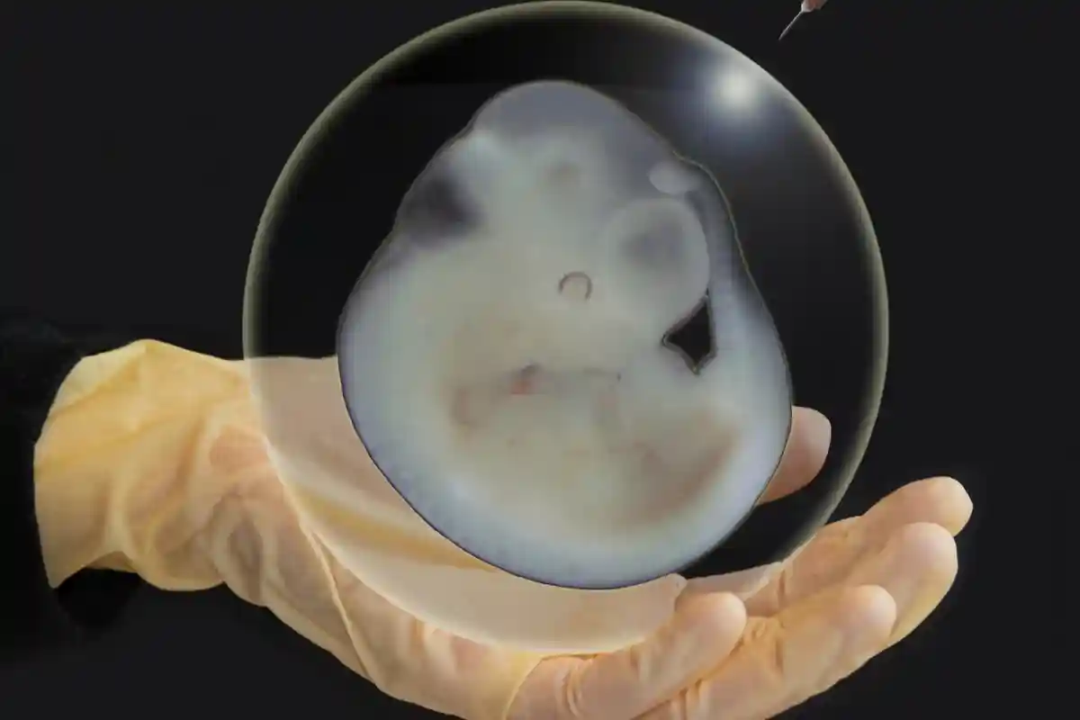 Лабораторные исследованаия эмбриона Фото: Natalia Sinjushina & Evgeniy Meyke / Shutterstock.com