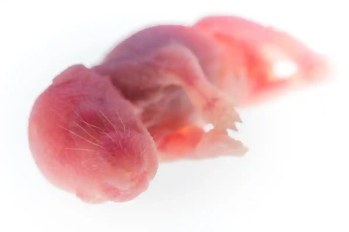 Лабораторные исследованаия новорожденного мышенка Фото: asawinimages / Shutterstock.com