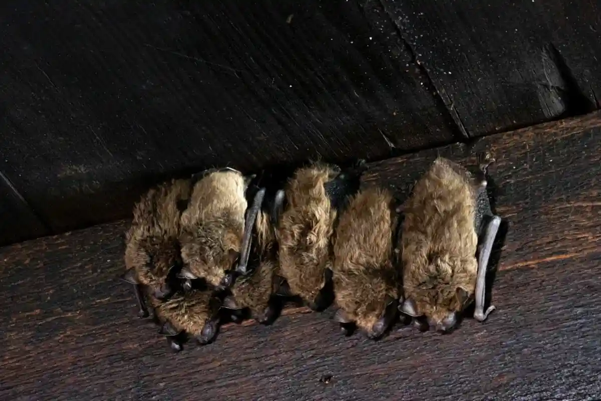 Летучие мыши спят под крышей Фото: Jody Confer / Unsplash.com