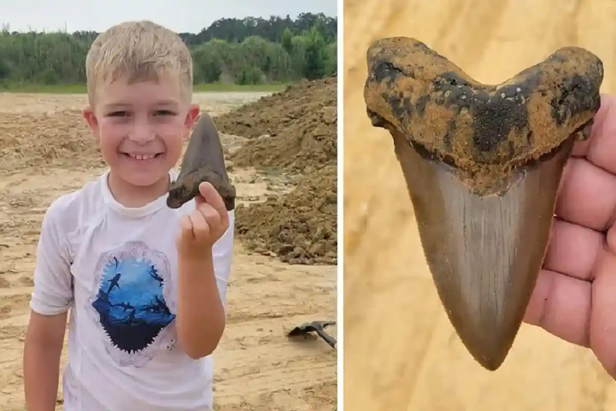 Мальчик обнаружил в Южной Каролине зуб древней акулы