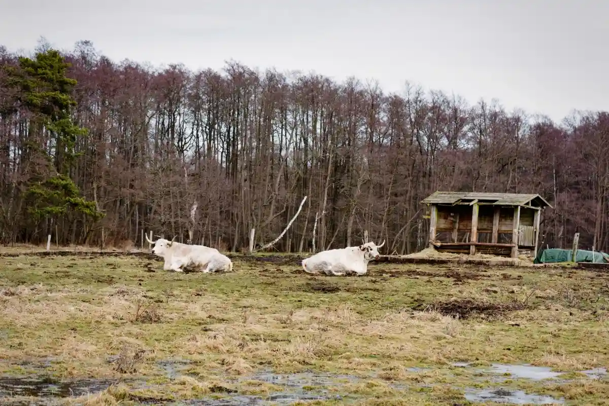 Сокращение животноводства не будет выгодным для фермеров Фото: Aleksejs Bocoks / aussiedlerbote.de