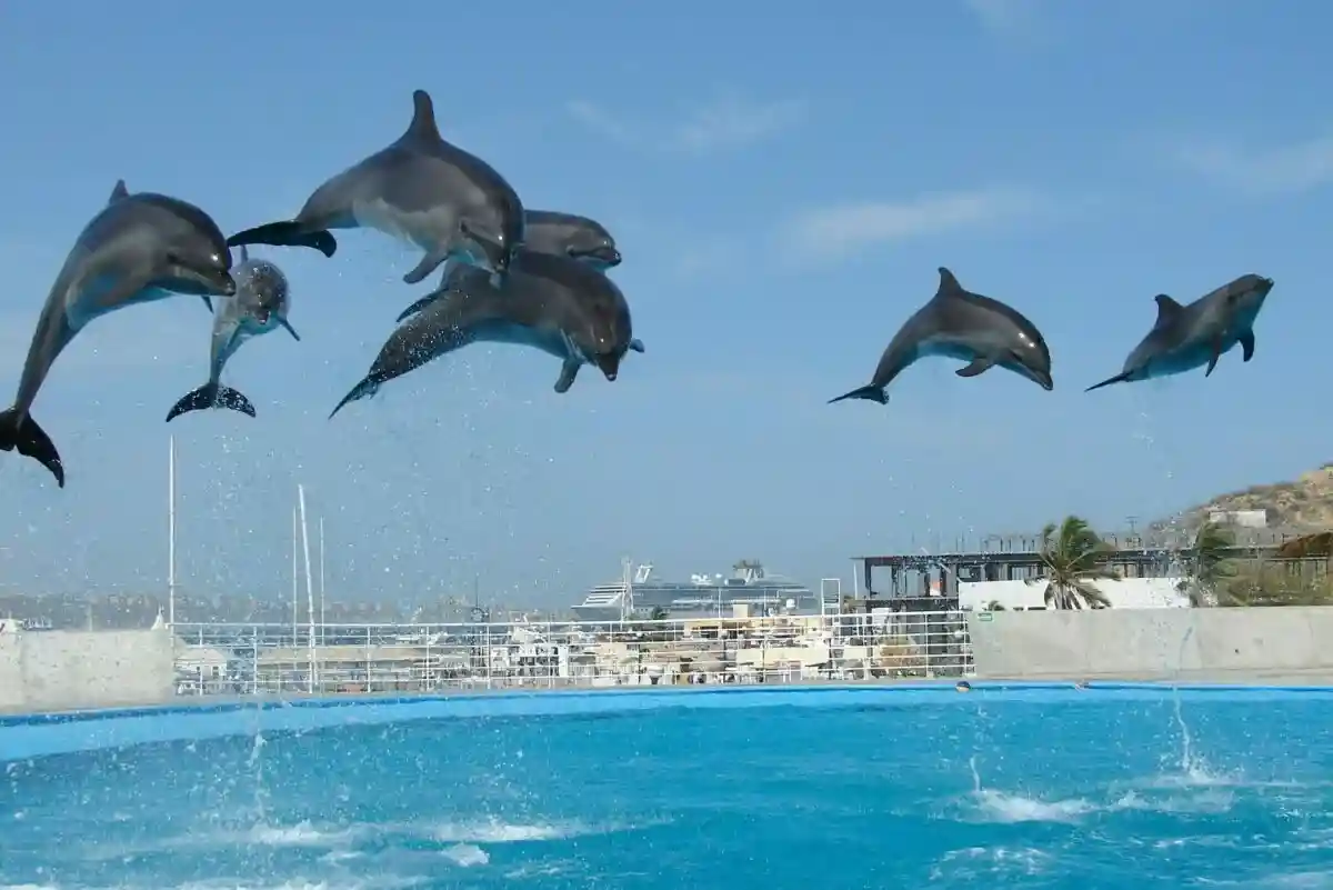Стая дельфинов Фото: Ranae Smith / Unsplash.com